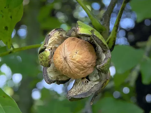walnut for potency